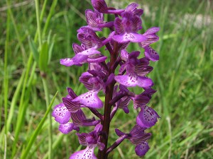 orchis_morio_x_papilionacea