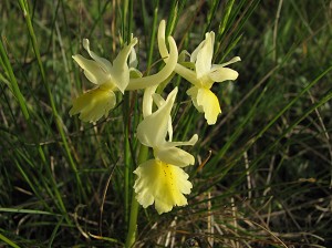 Orchis provincialis ssp pauciflora