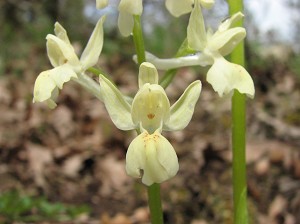 orchis_provincialis