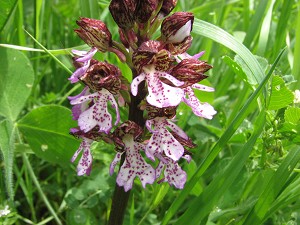 orchis_purpurea