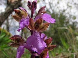 orchis spitzelii