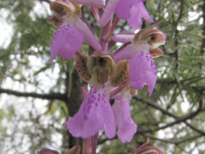 orchis spitzelii x pinetorum
