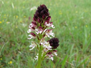 orchis_ustulata