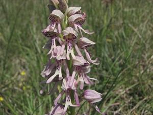 aceras anthropophorum x orchis militaris