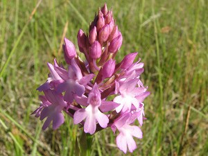 anacamptis pyramidales