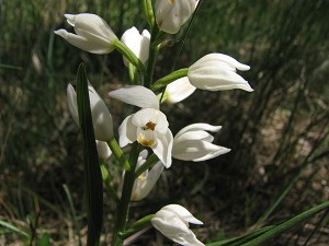 cephalanthera longifolia