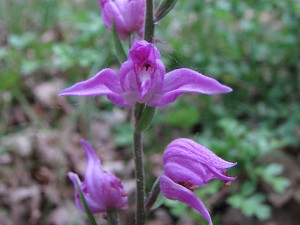 cephalanthera rubra