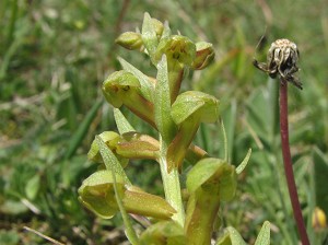 coeloglossum viride