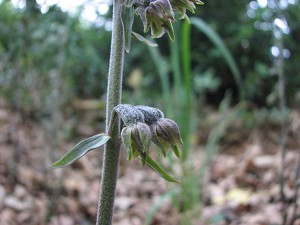 epipactis microphylla