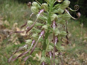 himantoglossum hircinum