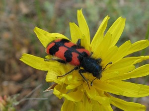 Zottiger Bienenkäfer 