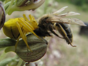 krabbenspinne mit biene und begatter