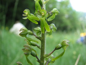 listera ovata