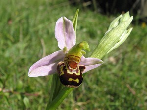 ophrys apifera