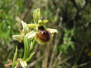 ophrys araneola