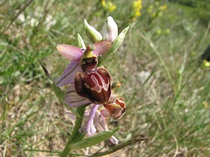 ophrys aveyronensis