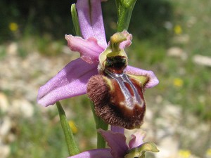 ophrys_aveyronensis x sphegodes