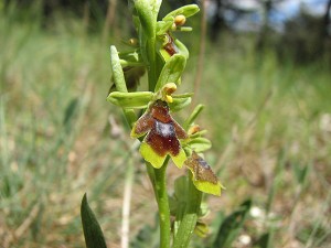 ophrys aymonini
