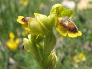 ophrys lutea