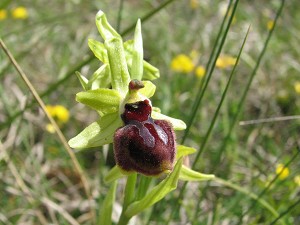 ophrys passionis