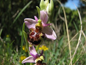 ophrys scolopax