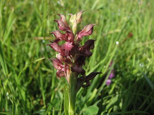 orchis coriofera