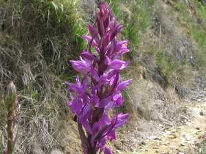 orchis elata