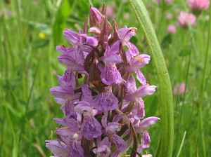 orchis incarnata