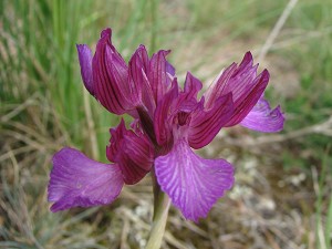 orchis_papilionacea_ssp_grandiflora