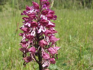 orchis_purpurea