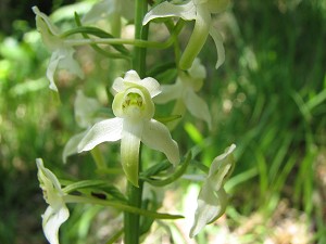 platanthera bifolia