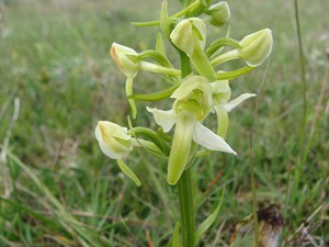 platanthera chloranta