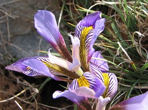kretische iris