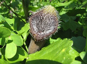 kretische osterluzei