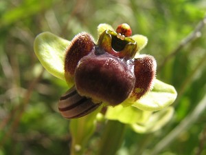 ophrys bombyliflora