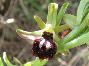 ophrys cretensis