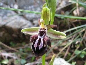 ophrys cretica