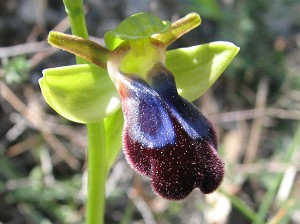ophrys fusca ssp iricolor