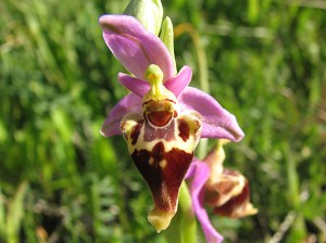 ophrys heldreichii