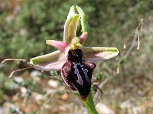 ophrys mammosa