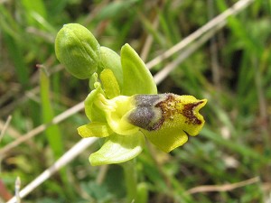 ophrys sicula