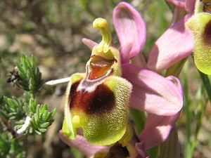 ophrys tenthredinifera