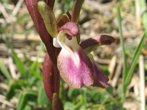 orchis collina