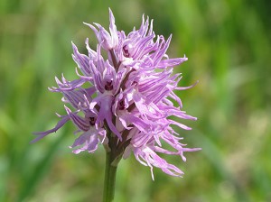 orchis italica