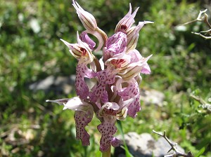 orchis lactea