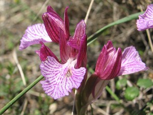 orchis papilionacea