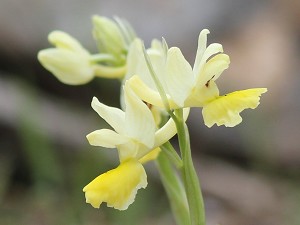 orchis pauciflora