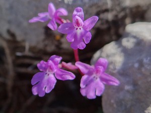 orchis quadripunctata