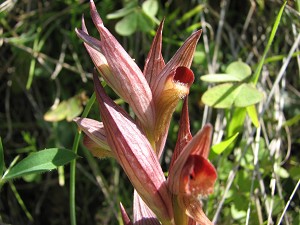 serapias bergonii