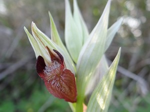 serapias orientalis